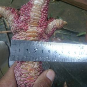 Dong Tao Chicken Feet